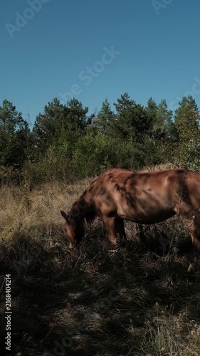 A brown horse grazing peacefully in a dry grassy field near trees under a clear blue sky. Aesthetic cinematic clip for agricultural promotions, equine care tutorials, country lifestyle campaigns.