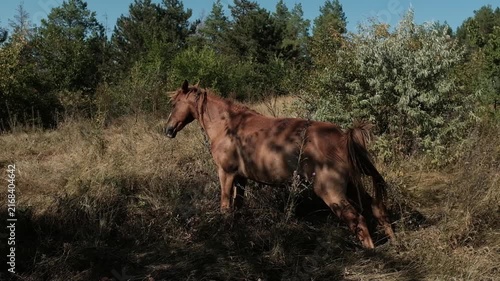 A brown horse grazing peacefully in a dry grassy field near trees under a clear blue sky. Aesthetic cinematic clip for agricultural promotions, equine care tutorials, country lifestyle campaigns.