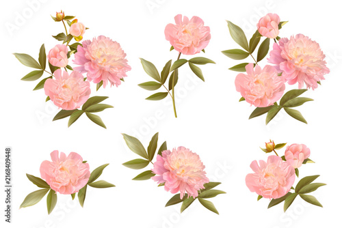 Set of pink Peonies isolated on white background. Flowers and leaves. Realistic style.