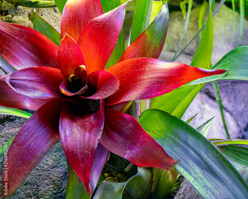 Fotografie Blooming red bromeliad guzmania plant rosette with vibrant green leaves in green