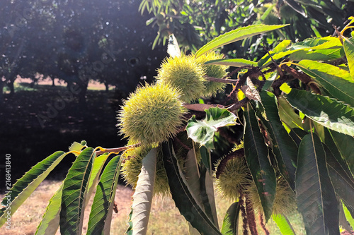 Plakat Castanea sativa