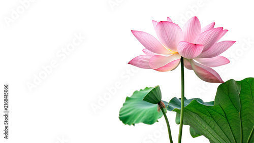 Canvas Print Beautiful blooming pink lotus flower with natural green stems isolated on transp