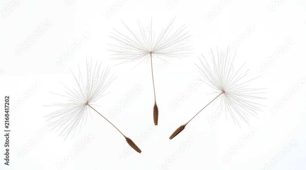 Fototapeta premium Delicate dandelion seed heads floating elegantly in a natural airy composition arranged with precision and soft lighting on white background