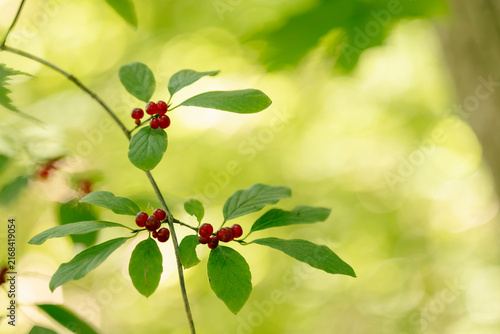 Close-up of red berries on a green branch with soft bokeh background, autumn nature content, holiday decor marketing, garden blog imagery, botanical greeting card design