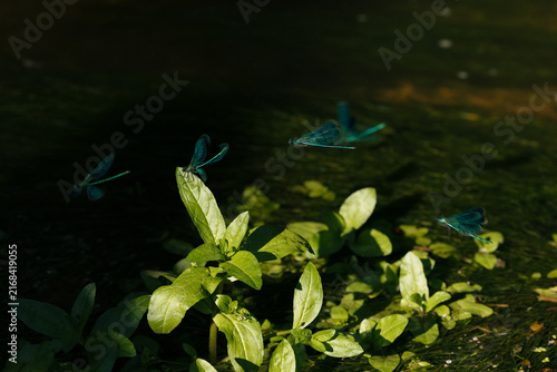 Two dragonflies resting on green leaves beside dark water in dim evening light, nature macro content, insect biology blog, moody wildlife photography, pond ecosystem marketing