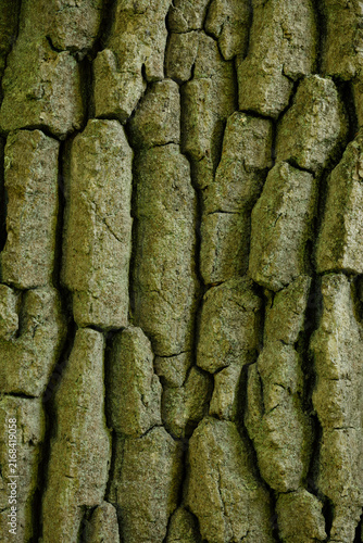 Deeply cracked pine bark texture in close-up, rustic nature background, woodworking blog content, forest conservation marketing, organic wallpaper design