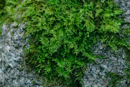 Dense green thuja hedge foliage in close-up, evergreen texture background, garden landscaping content, privacy hedge marketing, nursery plant catalog imagery
