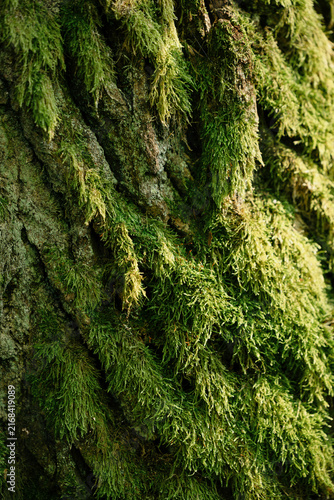 Thick green moss draped over tree bark in a damp forest close-up, nature texture background, eco friendly branding content, woodland biology blog, botanical print material