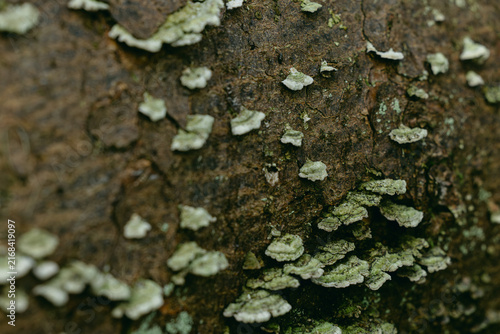 Pale green foliose lichen growing across dark textured tree bark in close-up, nature background design, woodland biology content, eco brand backdrop, forest conservation marketing