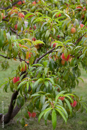 The peach - Prunus persica  - is a fruit bearing  tree. Red, ripe peaches with juicy yellow flash  in the orchard.