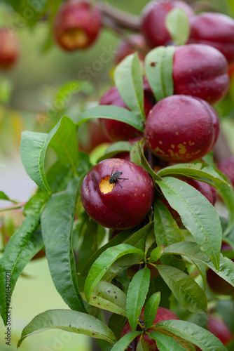 The nectarine  - Prunus persica var. nucipersica in organic orchard, attacked by pests -  fly feeding on ripe  fruit bearing  tree. Red, ripe nectarines with juicy yellow flash  in the orchard.