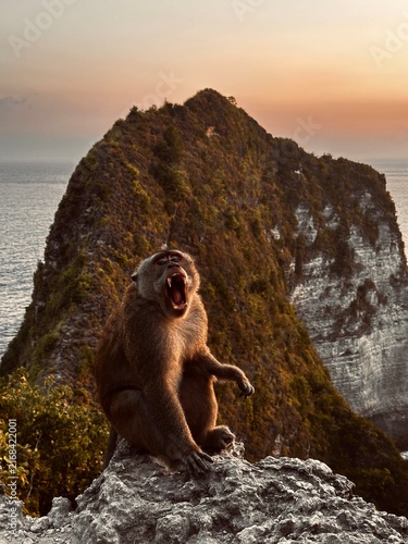 Canvastavla Monkey in bali