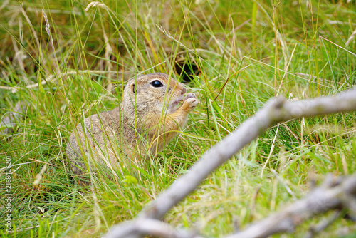 Fotografía European ground squirrel sitting behind branch while carefully eating in the mea