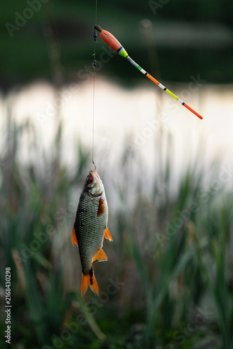 A photograph of a fish caught with a fishing rod.