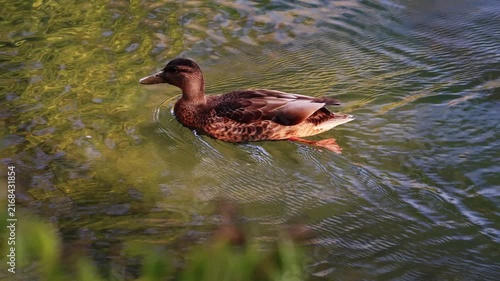 Wildlife on Mreznica river in Croatia, tree wild ducks swimming on green water surface in summer
