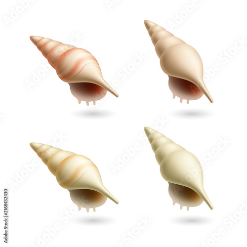 Four conch shells in shades of cream and beige on transparent background