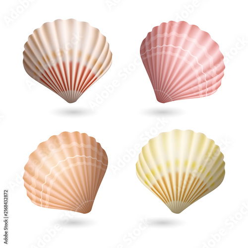 Four colorful scallop shells on transparent background