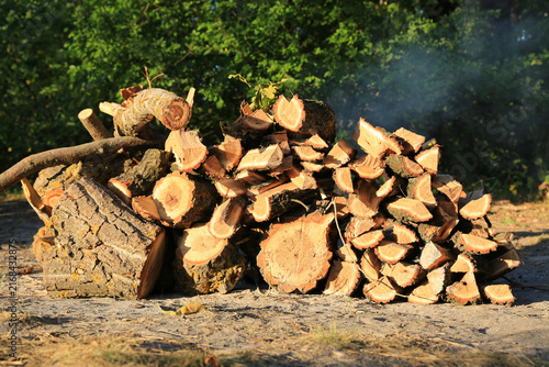 Pile of freshly cut firewood stacked outdoors in a forest setting