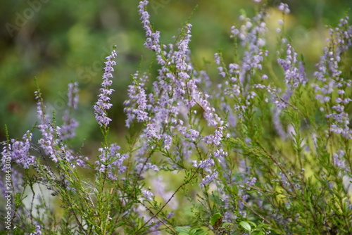 The featured image shows Common Heather (Calluna vulgaris), a low-growing, evergreen dwarf shrub covered with small, delicate pinkish-purple flower spikes that bloom in late summer.