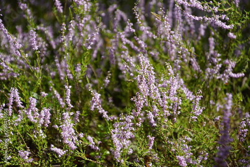 The featured image shows Common Heather (Calluna vulgaris), a low-growing, evergreen dwarf shrub covered with small, delicate pinkish-purple flower spikes that bloom in late summer.