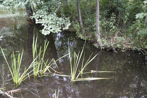 A photograph of an area near a forest river containing riparian marsh plants, particularly those with sword-shaped, linear green leaves rising directly from the shallow water, often including species 