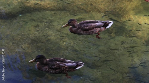 Wildlife on Mreznica river in Croatia, tree wild ducks swimming on green water surface in summer