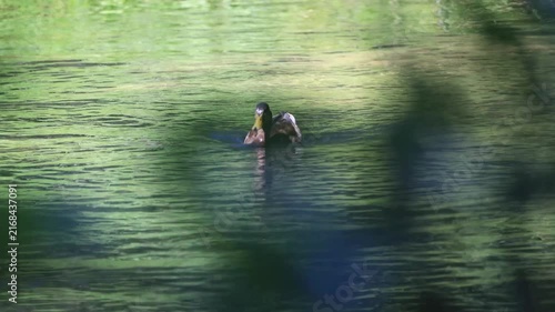 Wildlife on Mreznica river in Croatia, tree wild ducks swimming on green water surface in summer