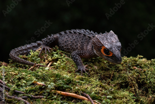 The red-eyed crocodile skink (Tribolonotus gracilis) is a small, prehistoric-looking reptile native to the tropical rainforests of New Guinea and Papua Indonesia.