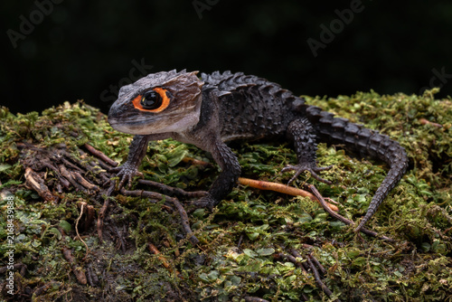 The red-eyed crocodile skink (Tribolonotus gracilis) is a small, prehistoric-looking reptile native to the tropical rainforests of New Guinea and Papua Indonesia.