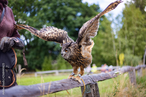The Eurasian eagle-owl (Bubo bubo) in a Wild park Johannismuehle, Brandenburg, Germany 