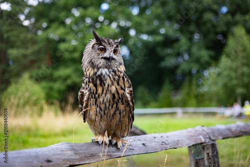 The Eurasian eagle-owl (Bubo bubo) in a Wild park Johannismuehle, Brandenburg, Germany 