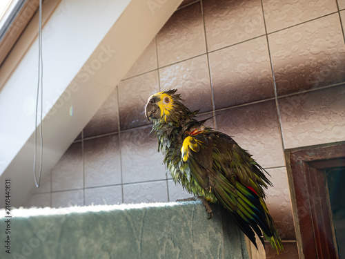 Turquoise-fronted amazon parrot (Amazona aestiva) enjoys shower in bathroom. Green pet bird takes bath in water drops sprayed from hand pump.