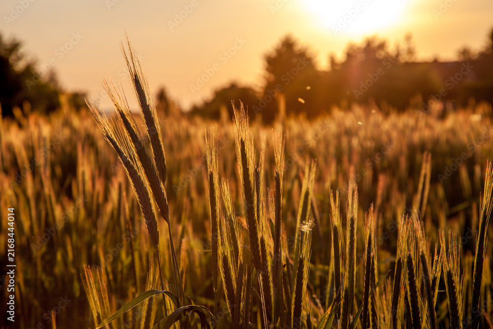 Fototapeta premium Golden Hordeum vulgare field at sunset