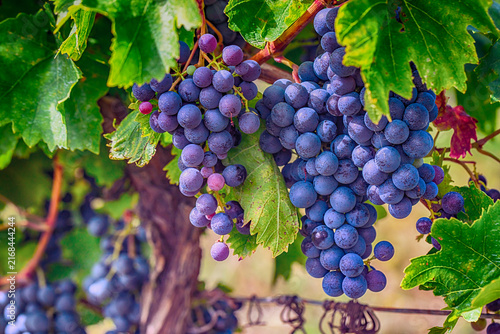blue merlot grapes in vineyard