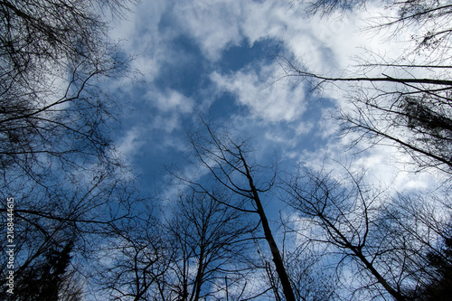 Foto Bare trees against a cloudy sky