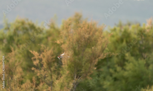 Tern flying with fish over green reeds