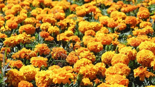 Marigold flowers display their vibrant orange and yellow petals, creating a cheerful, colorful field in a summer garden, representing growth, natural beauty, and bright seasonal abundance