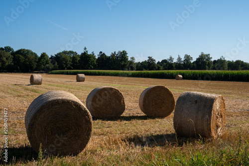 Straw bales in a wide field landscape with blue sky and forest in the background, round bales in a field in summer in 27798 Hude, Germany