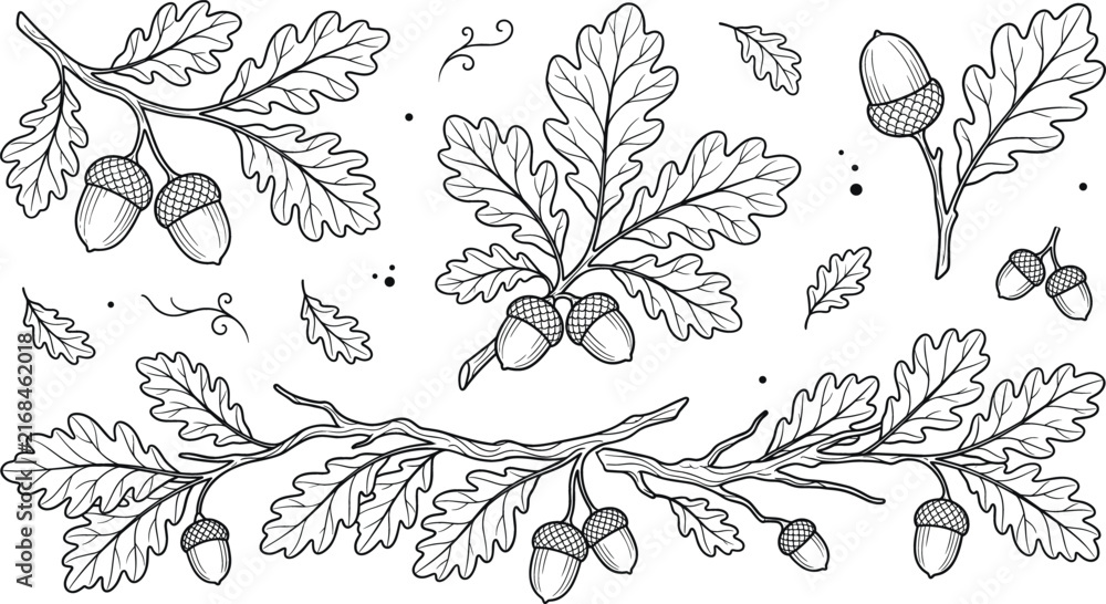 Fototapeta premium Oak leaves and acorns vector branch line art collection hand drawn autumn botanical elements isolated on white background.