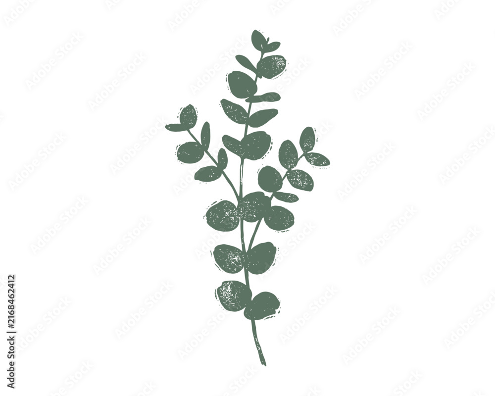 Obraz premium Dusty green eucalyptus branch graphic, botanical leaf illustration