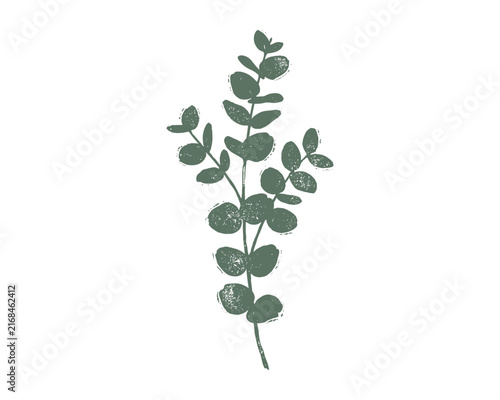 Dusty green eucalyptus branch graphic, botanical leaf illustration