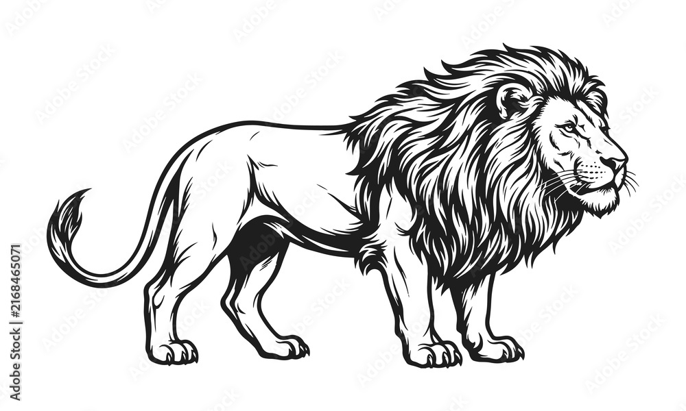 Obraz premium Lion vector illustration. Male lion standing in profile view, detailed black and white line art sketch, graphic style isolated on white background
