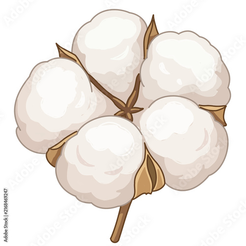 Fotografie Natural raw cotton boll hand drawn illustration isolated on transparent backgrou