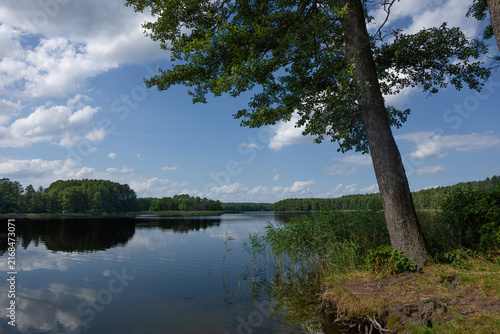 Large leaning tree on a quiet lakeshore beneath a blue summer sky, reflected with white clouds and forest in the calm water.