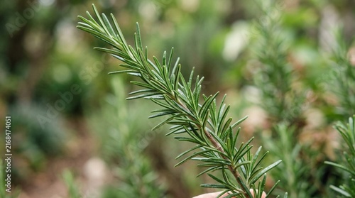 Close-up of fresh rosemary sprig with green needle-like leaves in natural daylight, soft blurred background, organic herb macro photography for culinary and wellness concepts