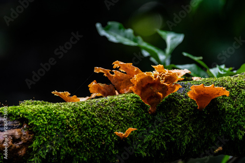 Orange Mushrooms