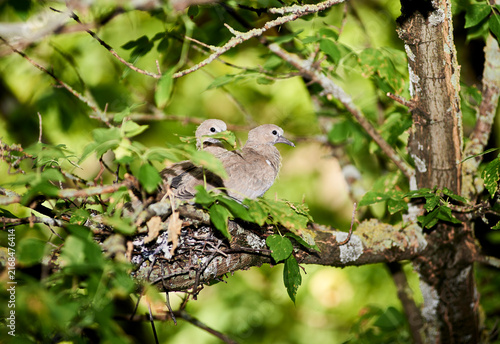 Cuadro en lienzo Light brown doves resting in a nest of dry twigs in the deep green jungle