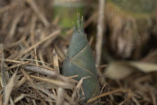 фотографія Bamboo sprout growing beside green culms in natural grove