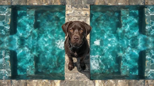 A chocolate Labrador looks up from a stone bridge spanning two pools of turquoise water