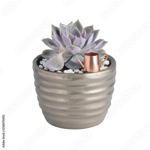 Succulent plant in a textured pot with decorative elements.